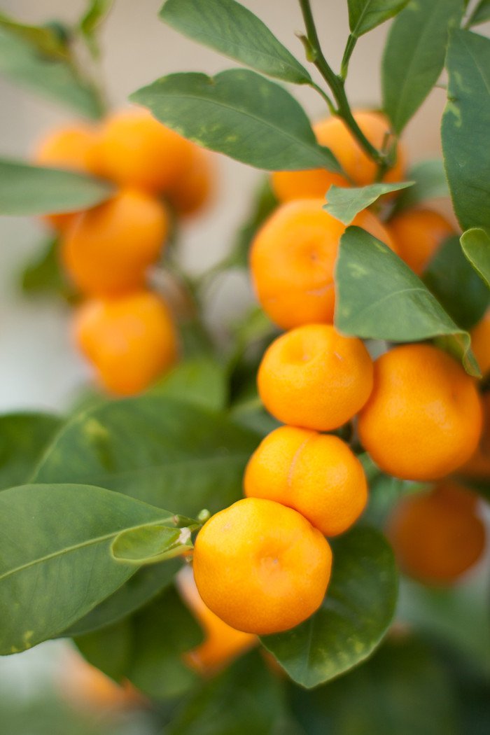 Calamondin citrus