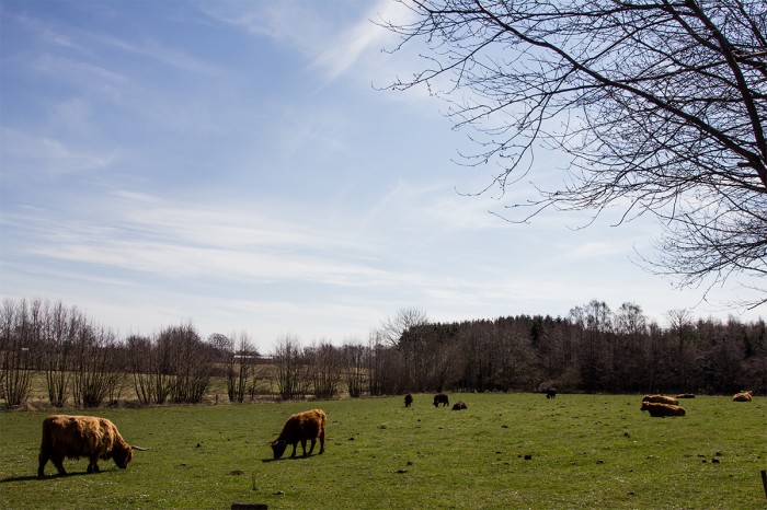 Kvæg på Bornholm